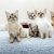 Essentials for new cat owners