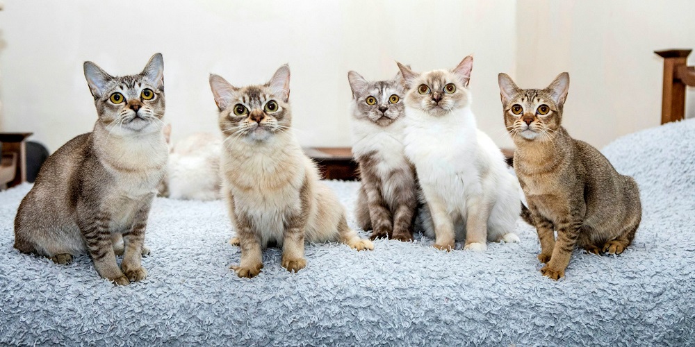 Essentials for new cat owners